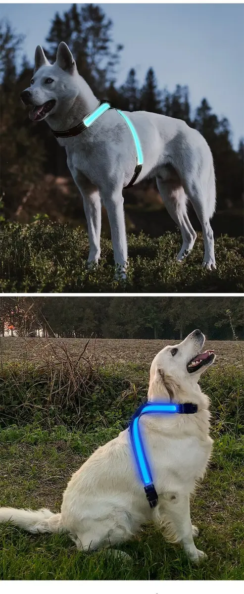 Newly Designed LED Dog Vest Harness Light Emitting CD1112 for Dogs for Wholesale & OEM Programs detail