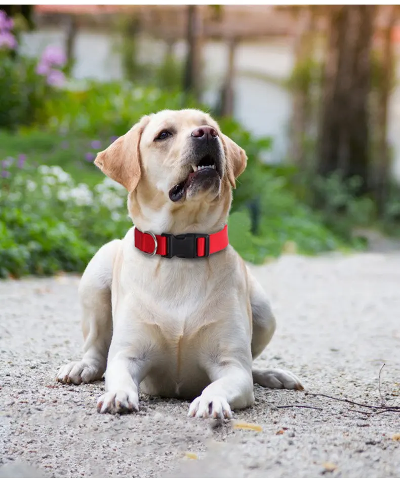 Spot Pet Supplies Simple Solid Color Collar Dog Leash Can Be Embroidered Silk Screen for Wholesale & OEM Programs detail
