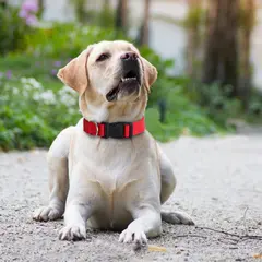 Spot Pet Supplies Simple Solid Color Collar Dog Leash Can Be Embroidered Silk Screen for Wholesale & OEM Programs view 3