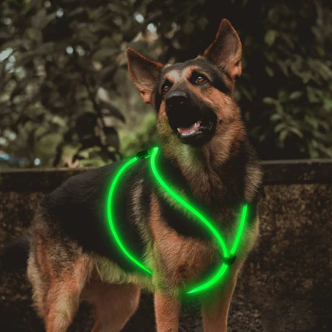 Source Manufacturers Small Breeds Detachable USB Charging Optical Fiber Luminous for Dogs for Wholesale & OEM Programs detail
