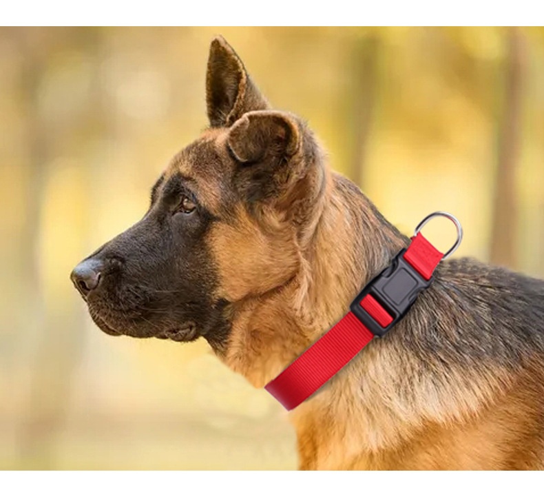 Spot Pet Supplies Simple Solid Color Collar Dog Leash Can Be Embroidered Silk Screen for Wholesale & OEM Programs detail